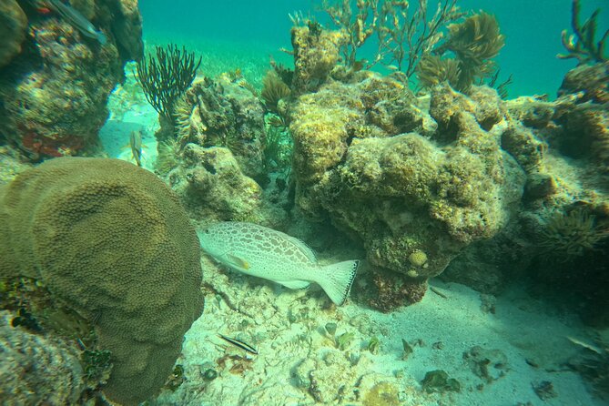Snorkel at the Reef 2 HOURS Puerto Morelos National park - Price and value: why $43 can be a good deal