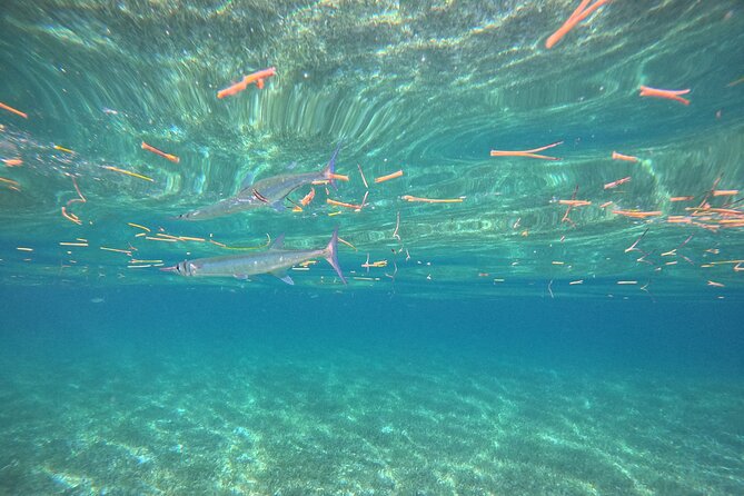 Snorkel at the Reef 2 HOURS Puerto Morelos National park - Who should book this snorkeling tour in Puerto Morelos?