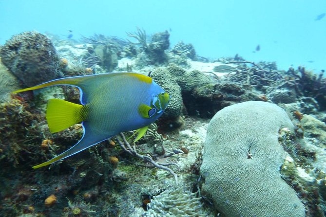 Snorkel in El Cielo Cozumel Reef with Lunch, Beach and Transport - Price and Logistics: Is $175 Good Value for What You Get?