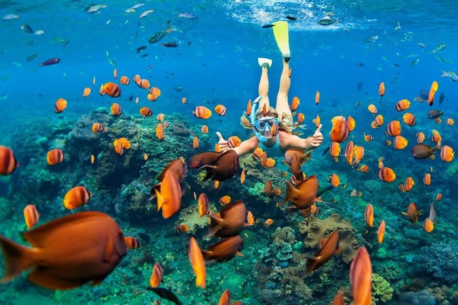 Snorkel in the second largest reef in the world Colorful tour in Puerto Morelos - Reef Wall Snorkeling by Puerto Morelos: What You’re Really Buying