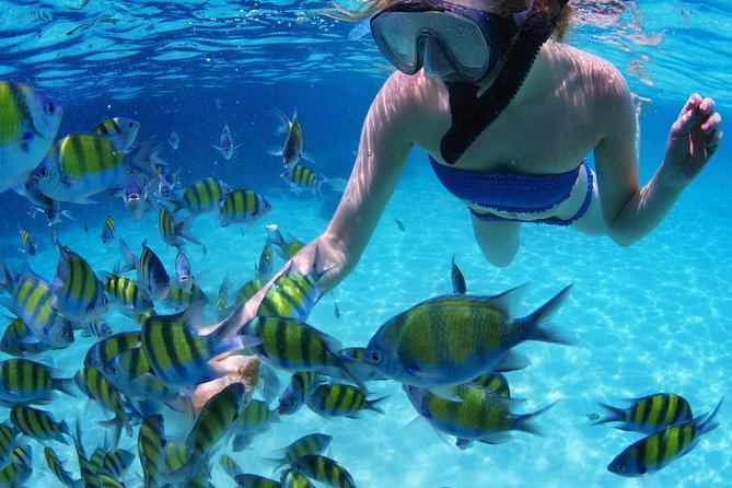 Snorkel in the turquoise Caribbean Sea in Puerto Morelos. Transport included - Puerto Morelos sets the tone for a reef-forward day