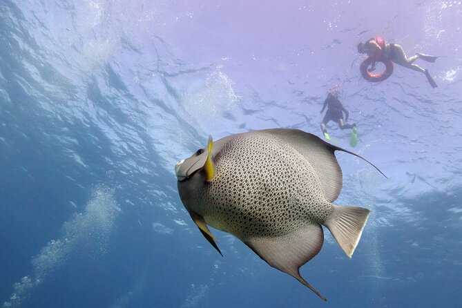 Snorkel Tour at Musa and Manchones Reef - Where you meet (and how the timing really feels)