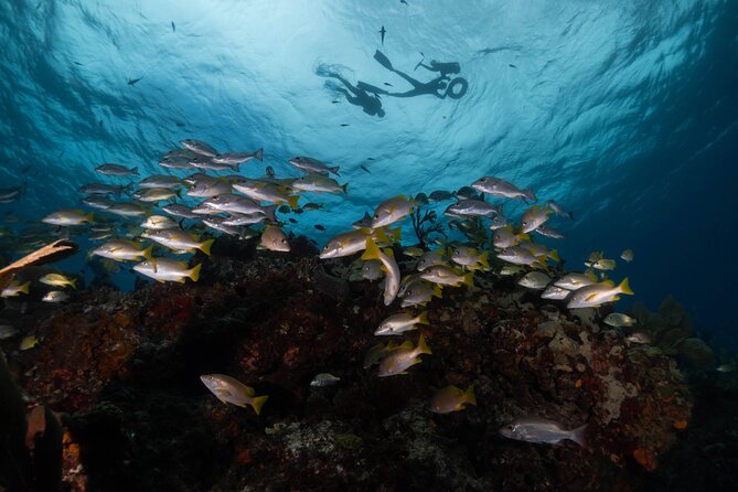 Snorkel Tour at Musa and Manchones Reef - Manchones Natural Reef: fish, coral, and why shallow helps