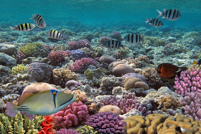 Snorkeling Adventure at Isla Mujeres Includes Lunch and Open Bar - Spinnaker Only If Wind Allows: Treat It as a Bonus