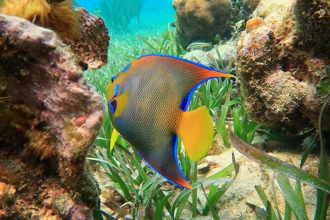 Snorkeling adventure at Puerto Morelos Reef National Park - Key Things I’d Pay Attention To