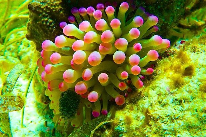 Snorkeling adventure at Puerto Morelos Reef National Park - Wildlife Watching Without Making It Stressful