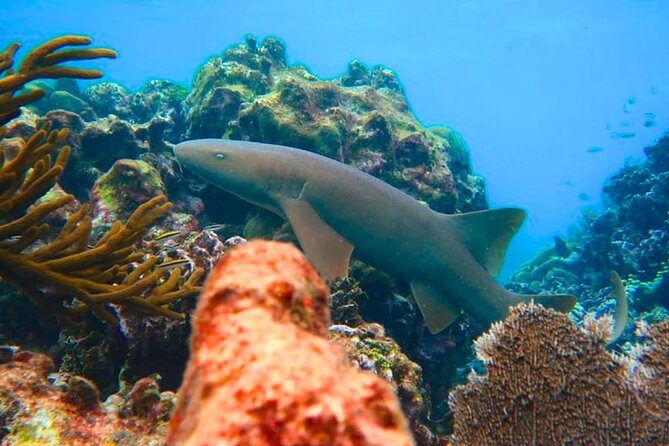 Snorkeling adventure at Puerto Morelos Reef National Park - When Conditions Turn: Seasickness and the Rough-Water Reality