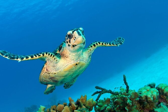 Snorkeling adventure at Puerto Morelos Reef National Park - Price and Value: What You Pay, What You Still Need to Budget