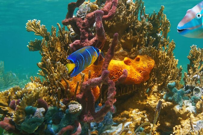 Snorkeling adventure at Puerto Morelos Reef National Park - Pickup and Meeting Point: Faro Inclinado in Puerto Morelos