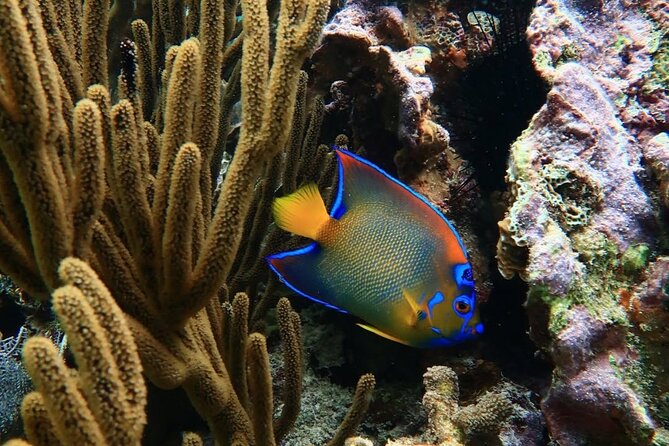 Snorkeling adventure at Puerto Morelos Reef National Park - Communication Style and On-the-Day Rules