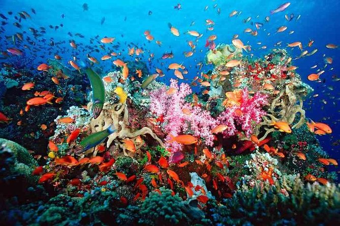 Snorkeling Adventure in Puerto Morelos Includes snack, Water and Round Trip. - Quick hits before you go