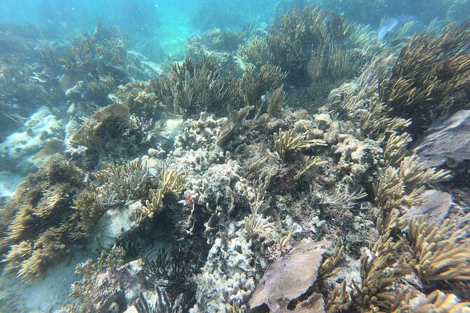 Snorkeling Adventure in Puerto Morelos Includes snack, Water and Round Trip. - Tequila Tasting and the Mayan Culture Portion