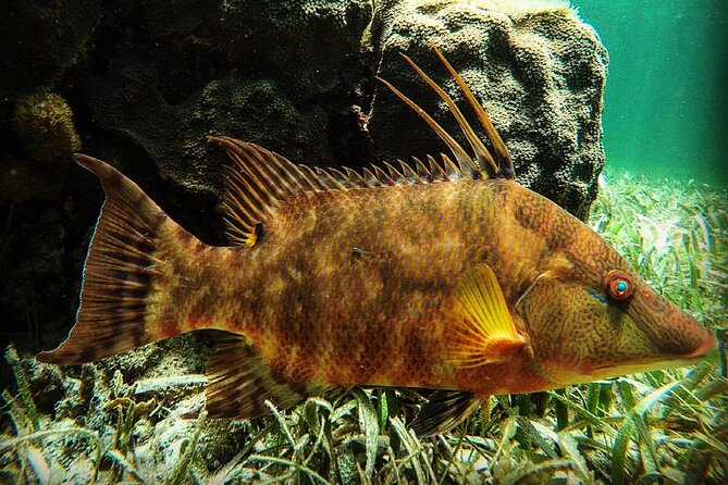 Snorkeling Guided Activity in Puerto Morelos Mexico - Key things to know before you go