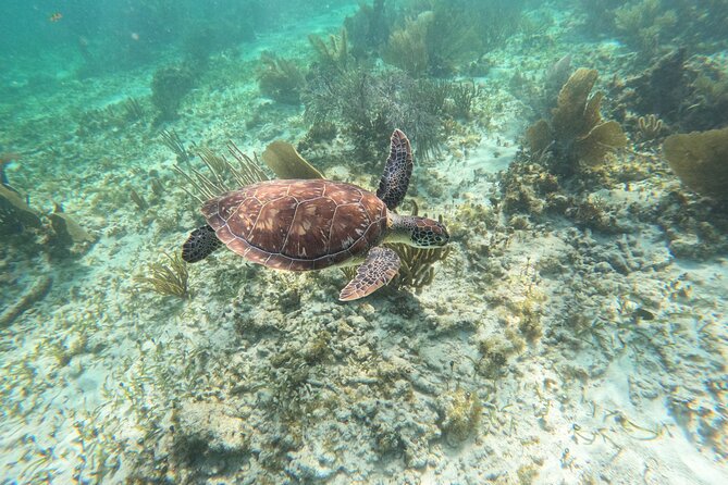 Snorkeling Guided Activity in Puerto Morelos Mexico - Faro de Puerto Morelos: getting oriented without stress