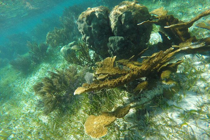 Snorkeling Guided Activity in Puerto Morelos Mexico - Reef rules that you must follow: no sunscreen in the water