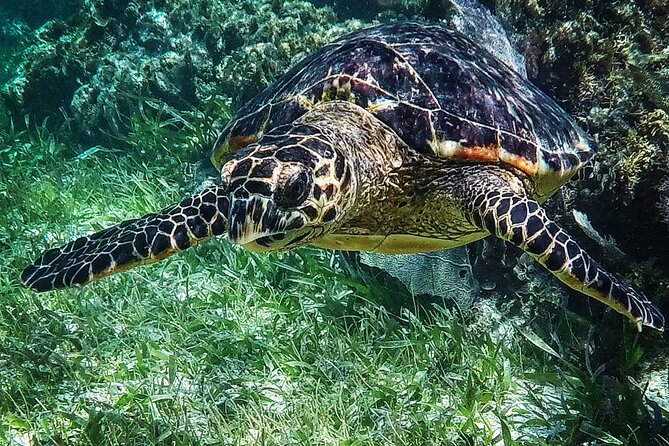 Snorkeling Guided Activity in Puerto Morelos Mexico - My honest booking checklist for this Puerto Morelos snorkel