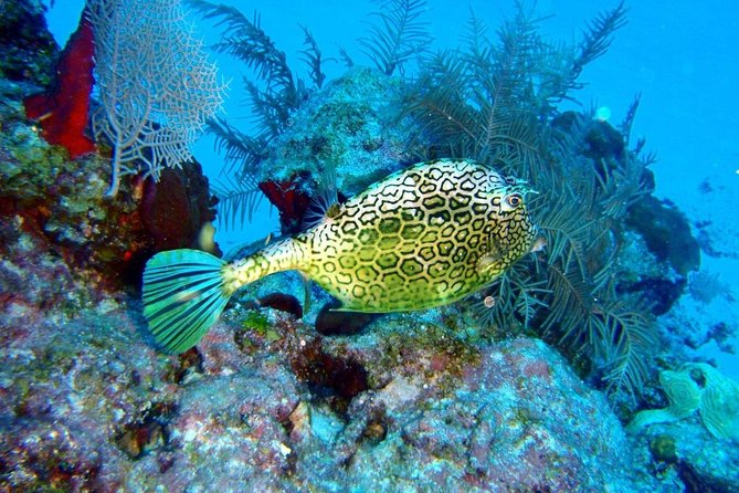 Snorkeling in Puerto Morelos - Getting to Javier Rojo Gomez 15 without stress