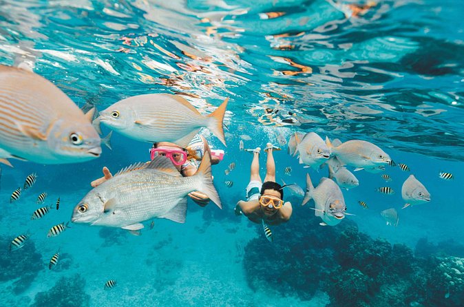 Snorkeling in Puerto Morelos - What your guide actually does (and why names matter)