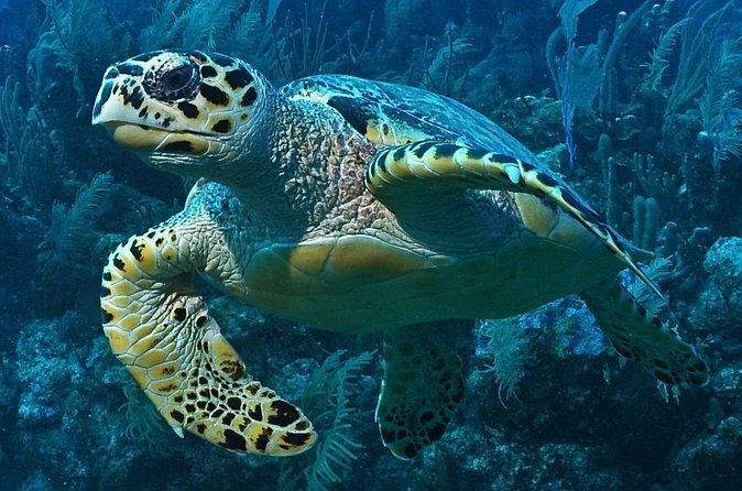 Snorkeling in Puerto Morelos - Small group vibes: more attention, less chaos in the water
