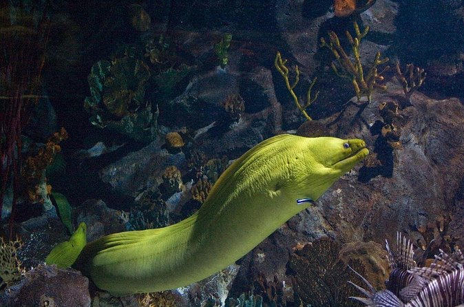 Snorkeling in Puerto Morelos - Equipment, comfort, and the sunscreen rule that actually matters