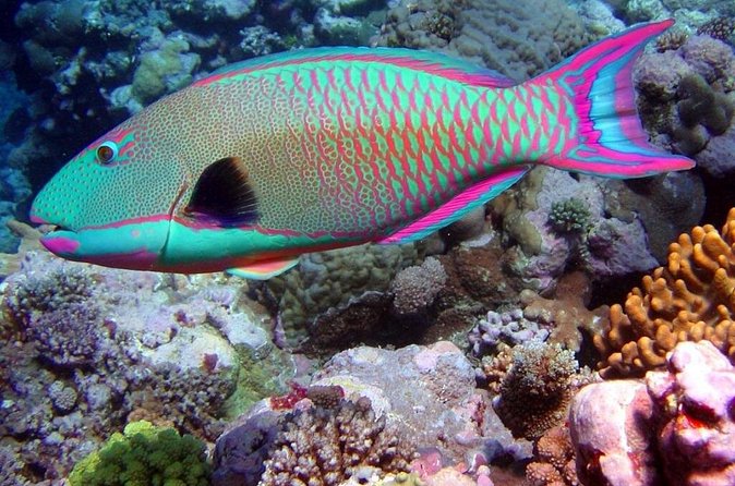 Snorkeling in Puerto Morelos - Timing, weather, and how the tour handles rough days