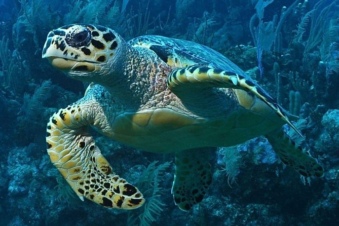 Snorkeling in Puerto Morelos - The two reef stops: Mesoamerican Reef first, then more protected waters