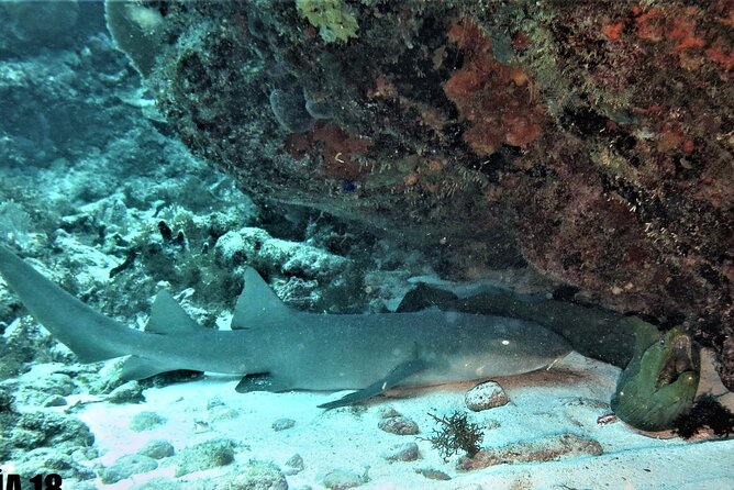 SPECIAL!! 2 Tank Wreck & Drift Reef dives - Isla Mujeres wrecks: C55 and C58 are the main event