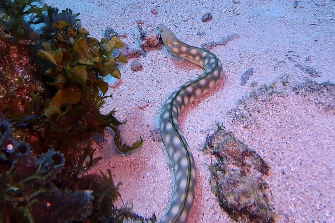 SPECIAL!! 2 Tank Wreck & Drift Reef dives - Tank 2: the drift reef session with eels, turtles, and sharks