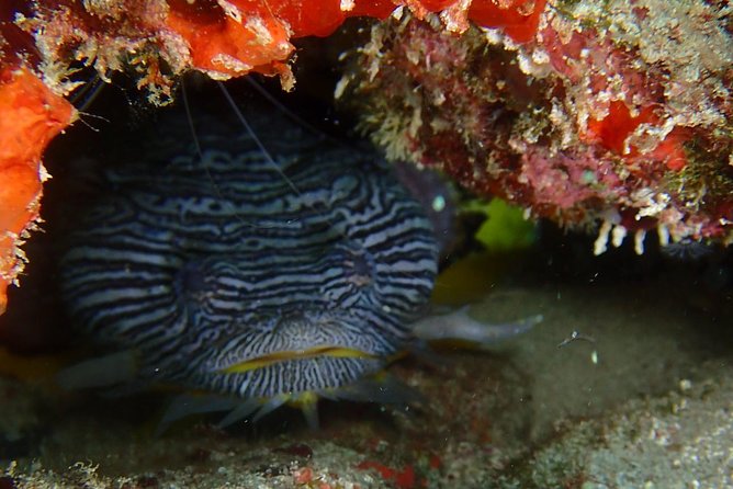 SPECIAL!! 2 Tank Wreck & Drift Reef dives - What “small group” really buys you on wreck days
