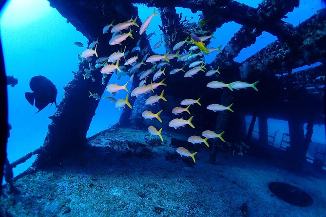 SPECIAL!! 2 Tank Wreck & Drift Reef dives - Skill level: who should book this wreck-and-drift combo