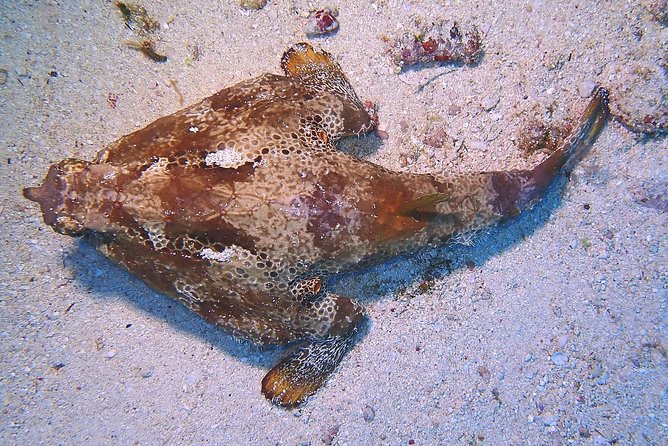 SPECIAL!! 2 Tank Wreck & Drift Reef dives - Where to meet and how the day ends