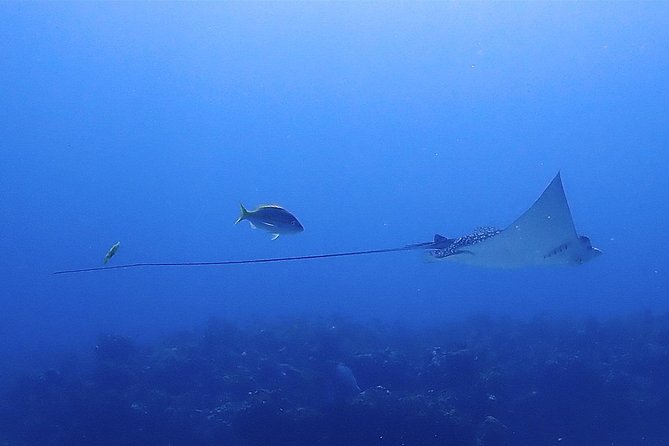 SPECIAL!! 2 Tank Wreck & Drift Reef dives - Tank 1 (or 2): C58 (ARM General Pedro María Anaya) also at depth