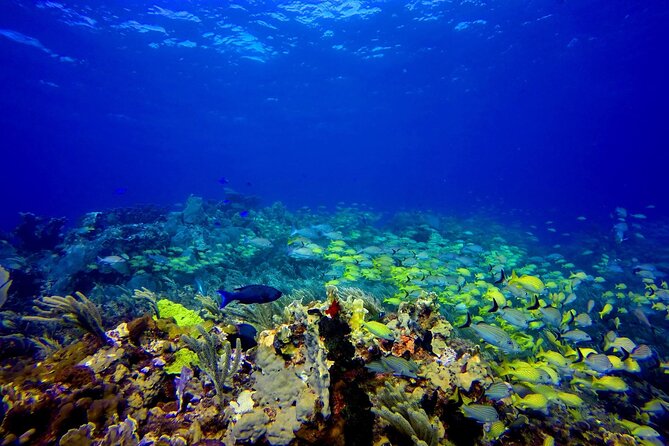 SPECIAL! Snorkel at MUSA - The Underwater Museum Reservation - Key Highlights You’ll Care About