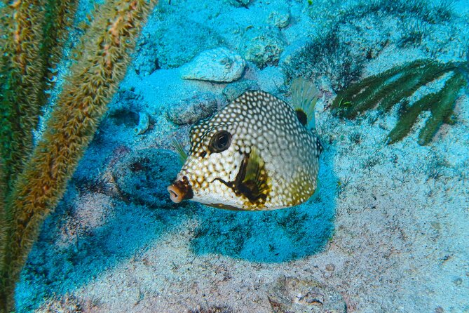 SPECIAL! Snorkel at MUSA - The Underwater Museum Reservation - Why MUSA and Manchones Reef Fit Your Time