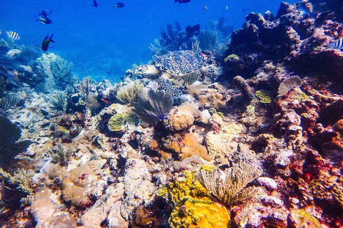 SPECIAL! Snorkel at MUSA - The Underwater Museum Reservation - Manchones Reef: Your Color-Fish Second Act