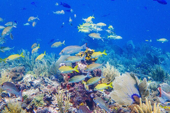SPECIAL! Snorkel at MUSA - The Underwater Museum Reservation - Crew Service Style: Friendly, Fast, and Careful