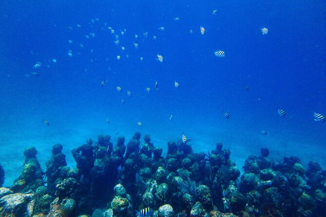 SPECIAL! Snorkel at MUSA - The Underwater Museum Reservation - Price Value: Is $55 a Good Deal?