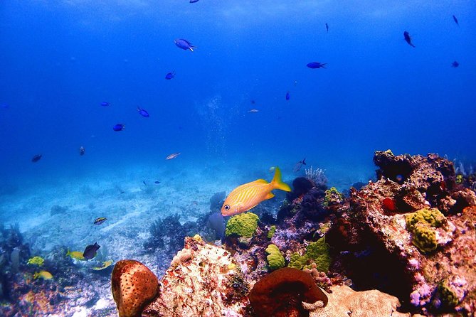 SPECIAL! Snorkel at MUSA - The Underwater Museum Reservation - MUSA Underwater Museum: Statues Plus Real Reef Life