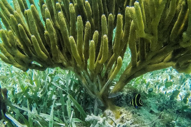 Speedboat and snorkel tour: Single Passenger Boat - FAQ