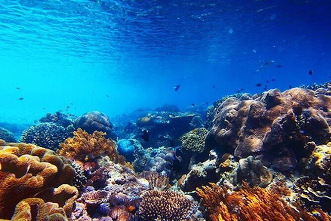 Subsea Subsee - What You’ll See: Wildlife, Coral, and Underwater Statues
