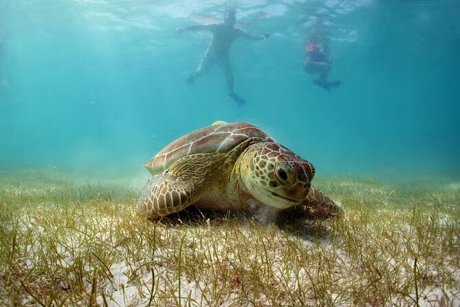 Swim with Turtles in Akumal, Cenote and Tulum Ruins Tour - Key Highlights (Worth Planning Around)