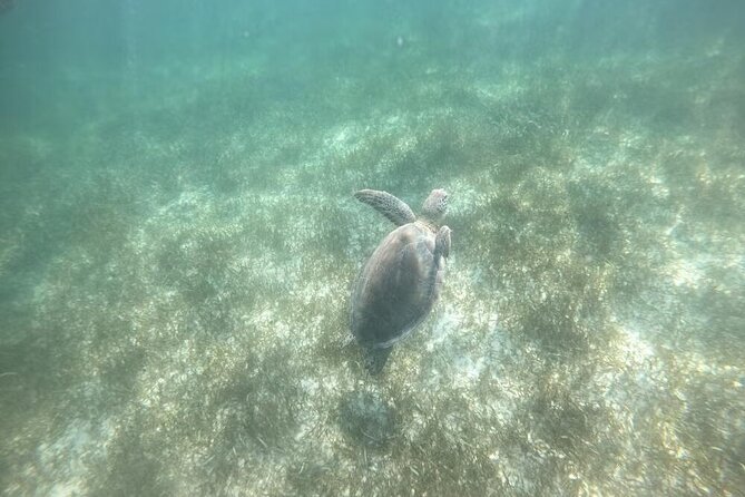 Swim with Turtles in Akumal, Cenote and Tulum Ruins Tour - Turtle Sanctuary in Akumal: the part you came for