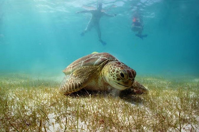 Swim with Turtles in Akumal, Cenote and Tulum Ruins Tour - Practical tips to make the day smoother