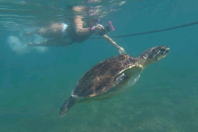 Swim with turtles + snorkelling + archaeological zone of Tulúm + cenote - Tulum archaeological site: Mayan city views plus shade-smart guidance