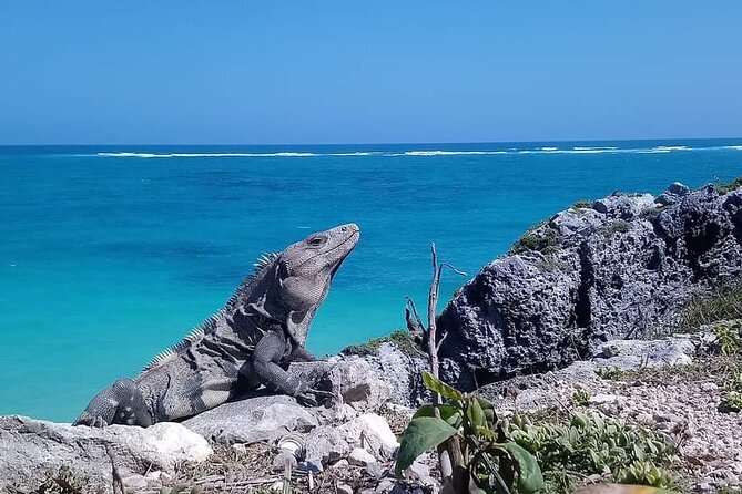 Swim with turtles + snorkelling + archaeological zone of Tulúm + cenote - Gran Cenote: the refresh button after Tulum’s heat