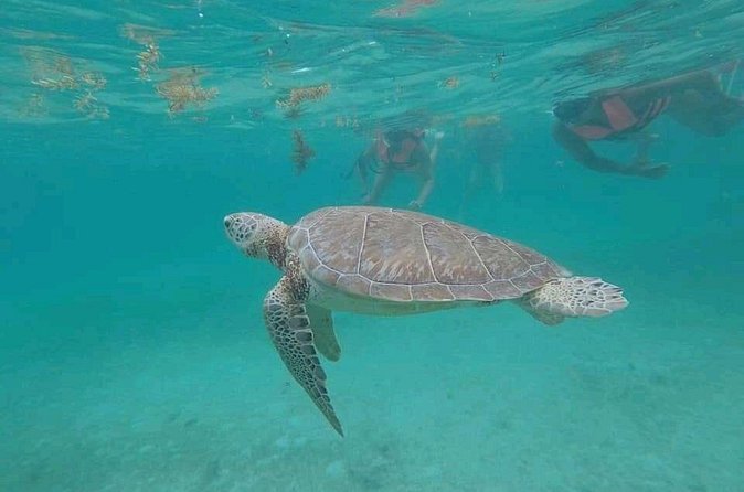 Swim with turtles + snorkelling + archaeological zone of Tulúm + cenote - Food and gear: what’s included, what to double-check