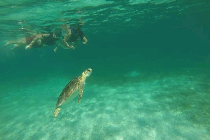 Swim with turtles + snorkelling + archaeological zone of Tulúm + cenote - Centro Ecologico Akumal: snorkeling with turtles without turning it into chaos