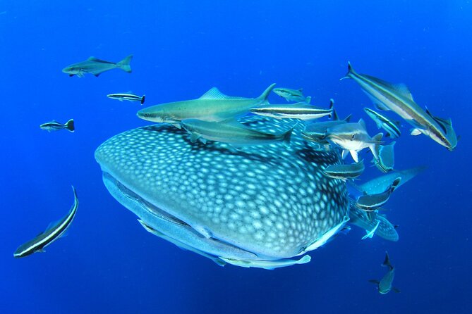 Swim with Whale Shark from Isla Mujeres and Cancun - How the day runs from Isla Mujeres (and why timing matters)