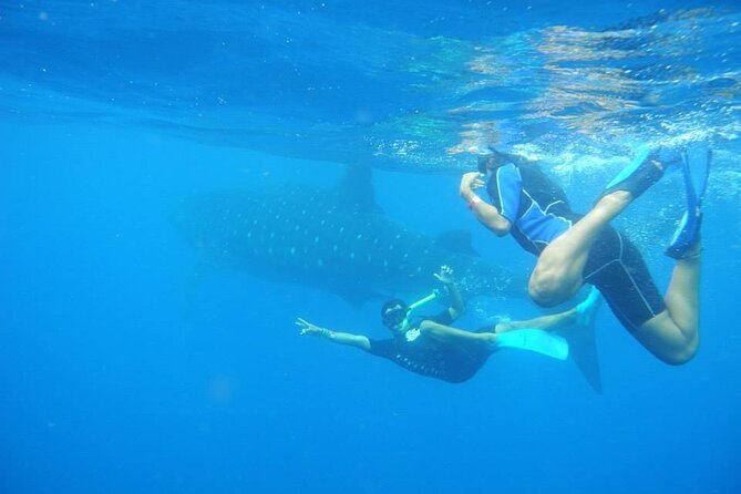 Swim with Whale Shark from Isla Mujeres and Cancun - Snorkeling the coral reef stop on the way back