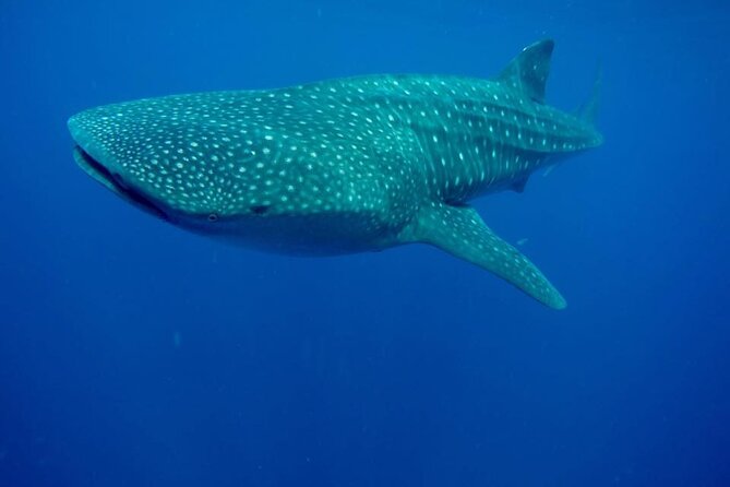 Swim with Whale Shark from Isla Mujeres and Cancun - North Beach ceviche with El Capitan (the food payoff)